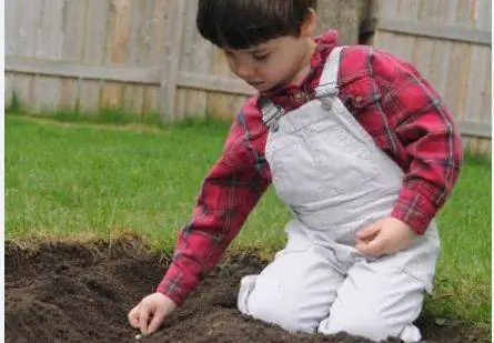 Planter des haricots