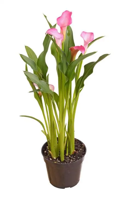 Cây trồng trong chậu Calla