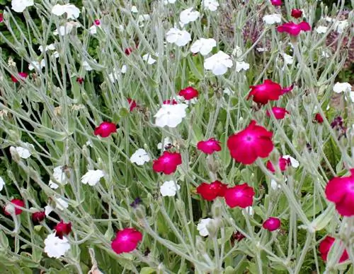 Campion Localisation : De quelle quantité de soleil ce type d'œillet a-t-il besoin ?