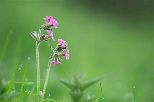 Oeillet rouge : profil, localisation et entretien au jardin