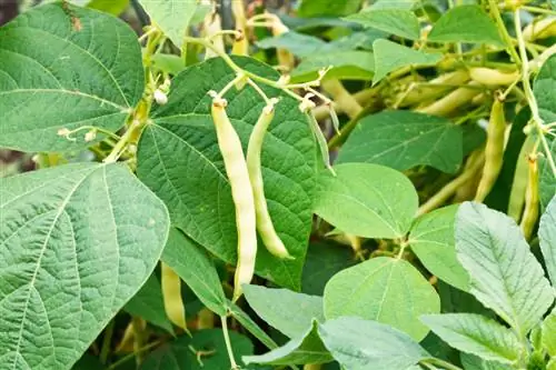 cultivar frijoles