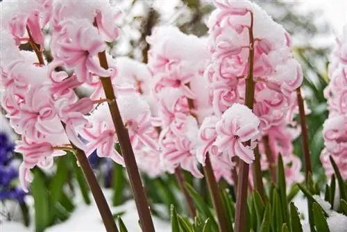 Hyacinths na baridi: Kwa nini baridi ni muhimu