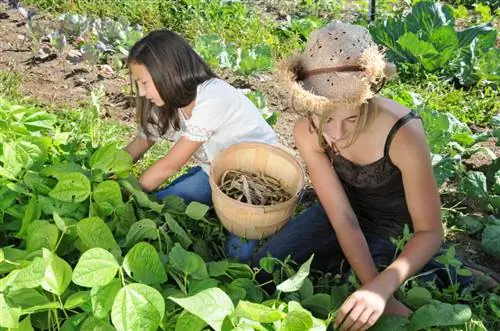 Время сбора урожая фасоли