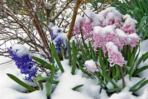 Giacinto in inverno