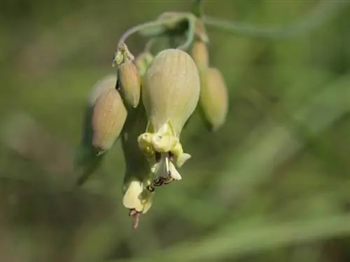 Come seminare con successo il garofano Vexier: consigli e suggerimenti