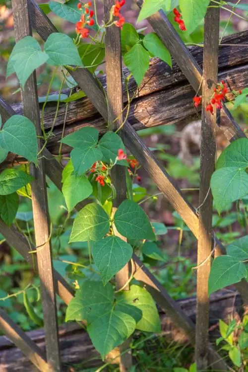 Plant runner beans