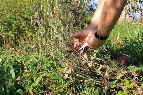 Couper des clous de girofle : quand et comment pour des plantes saines ?