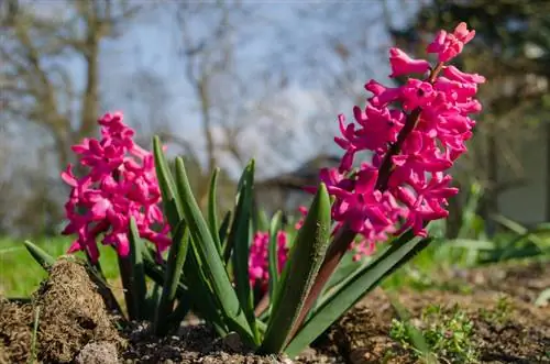 Hyacinths in the bed