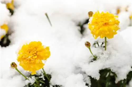 Overwinterende anjers: tips voor tuin- en potplanten