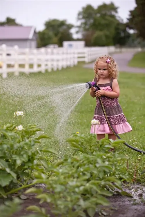 Potatoes in the garden and on the balcony: This is how to water them