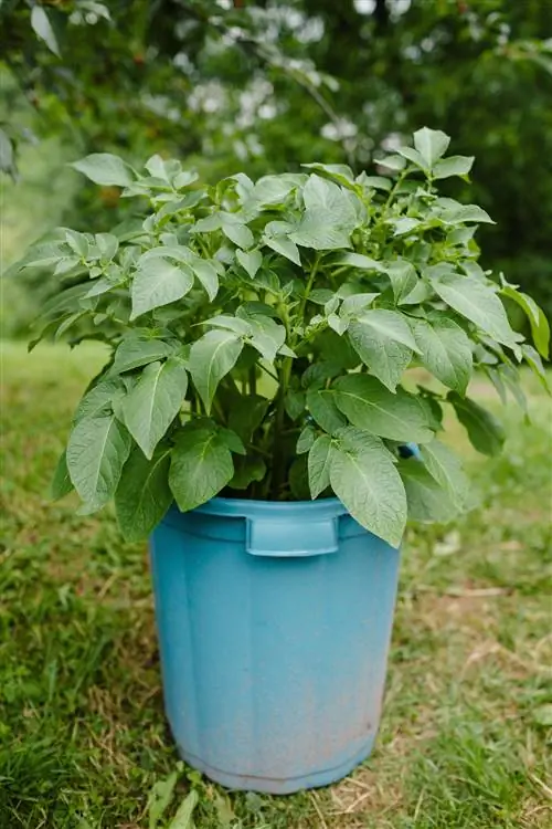 Patatas plantadas en un cubo.