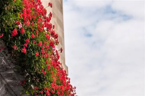 Carnations Terrace