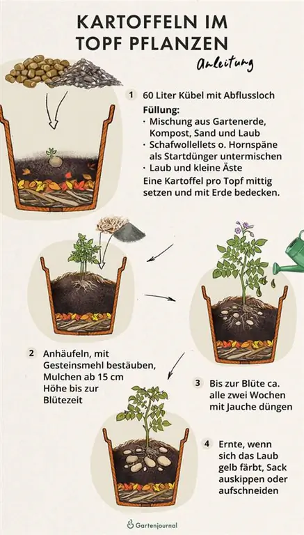 Instructions on how to plant potatoes in a pot as an illustration