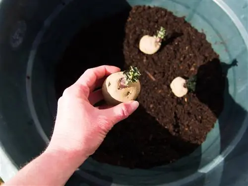 Potatoes planted in pots