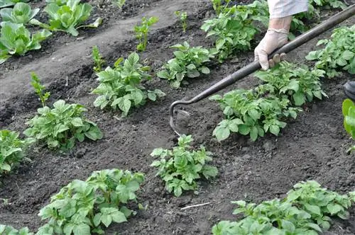 Potatoes are piled up