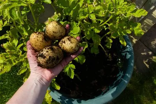 Aardappelen worden geoogst uit een pot