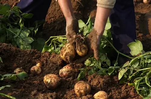 Aardappelen kweken