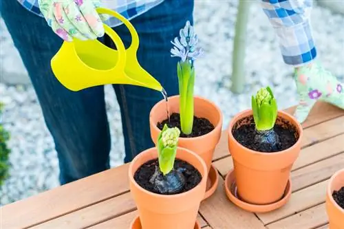 Jacintos de água ideais no jardim e na casa: instruções