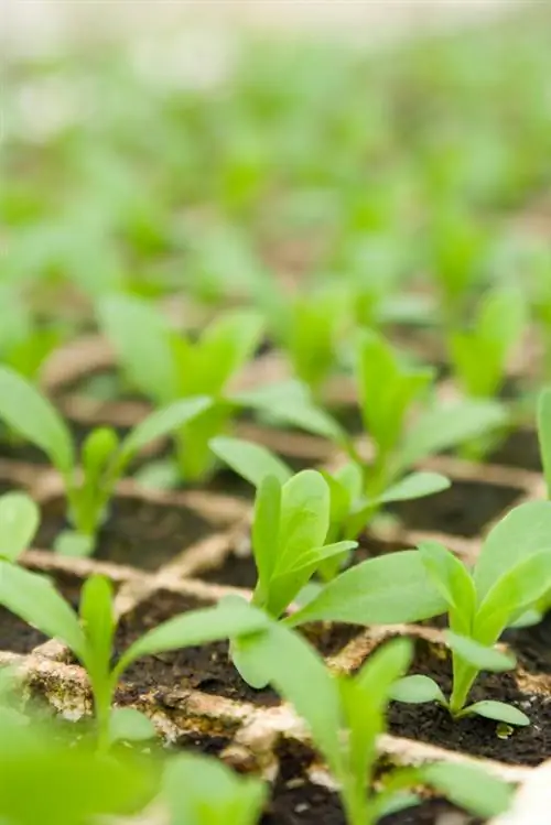 Sembrar claveles: un comienzo fácil para obtener flores magníficas