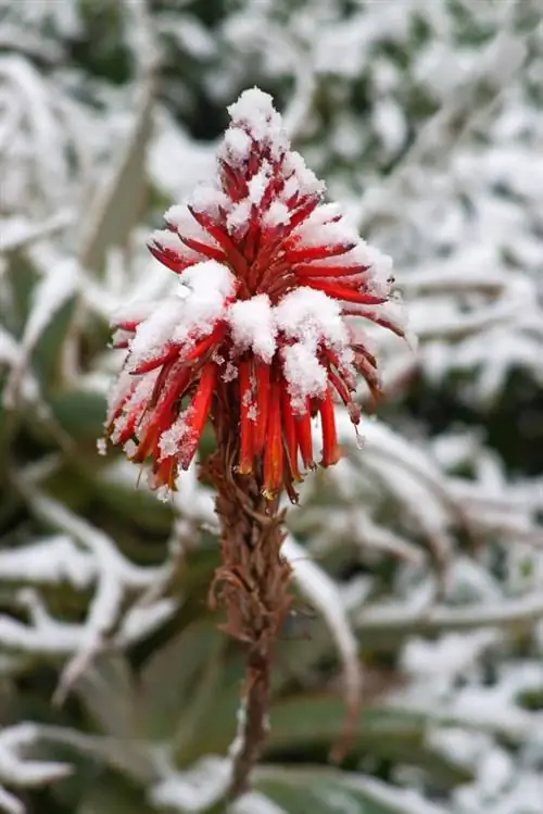 Aloë Vera in de winter: zo overleeft het het koude seizoen