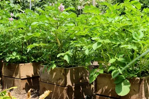 Aardappelen planten op het balkon: zo werkt het