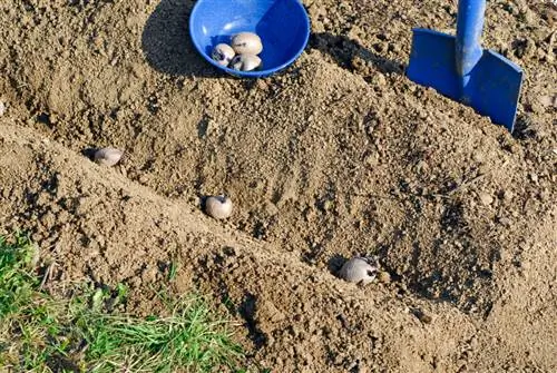 Planter des pommes de terre