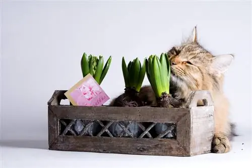 Hyacinths dan kucing