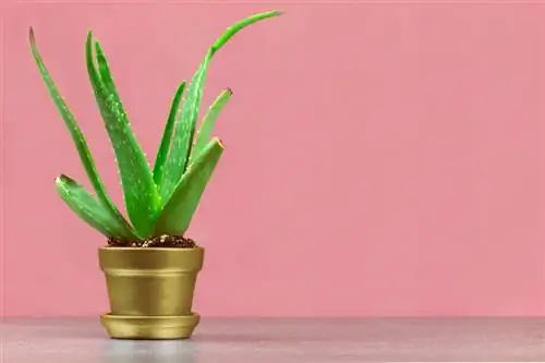 Aloe vera in die kamer