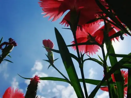 Oeillet de bruyère : emplacement optimal pour des fleurs luxuriantes