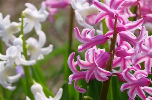 Hyacinths kwenye bustani: Kila kitu unachohitaji kujua na vidokezo vya kutunza