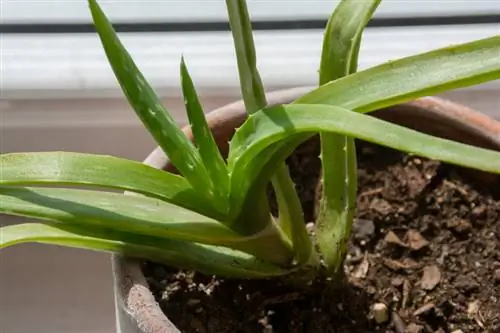 Aloe vera winter quarters