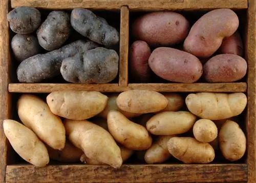 Varietà di patate: scopri la varietà e il gusto