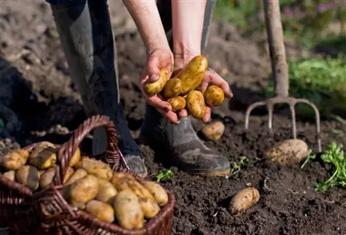 Patate per cani