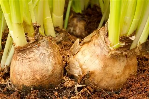 Membiak hyacinth dengan jayanya: petua dan prosedur