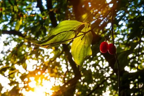 Plantio de cerejas cornalina: localização, cuidado e propagação