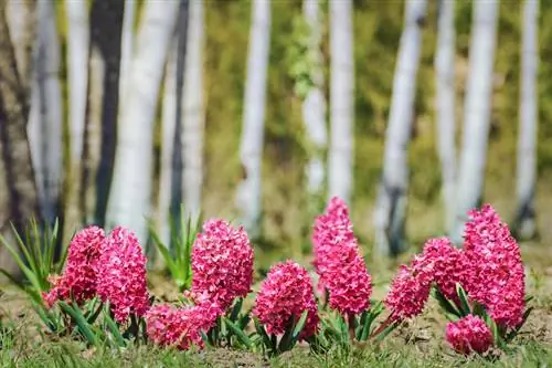 Hyacinth perennial: Qhov no yog li cas nws vam meej rau xyoo