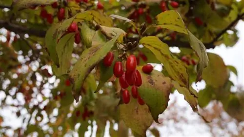 variétés de cerises cornalines