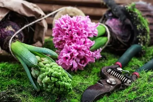 Taglia correttamente i giacinti: così continueranno a fiorire