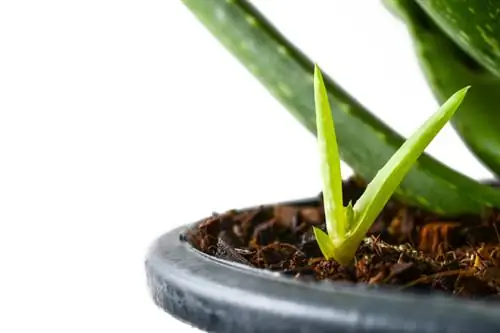 Aloe vera offshoots