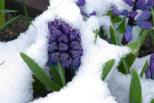 Hyacinths: Matibay at madaling alagaan ang iyong hardin