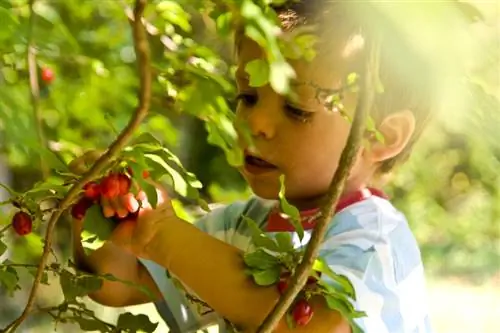 Cornelian cherries are edible