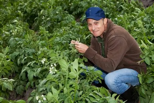 Kweek aartappels in die tuin: Dit is hoe jy dit maklik doen