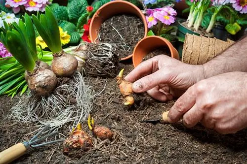 Plante bulbos de jacinto corretamente: jardim, vaso ou vidro?