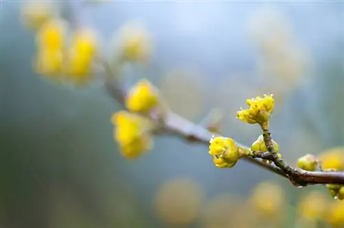 Cortar cerezas de cornalina: Cuándo y cómo debes hacerlo