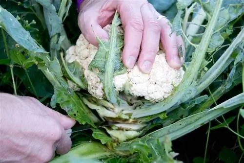 Cosecha de coliflor