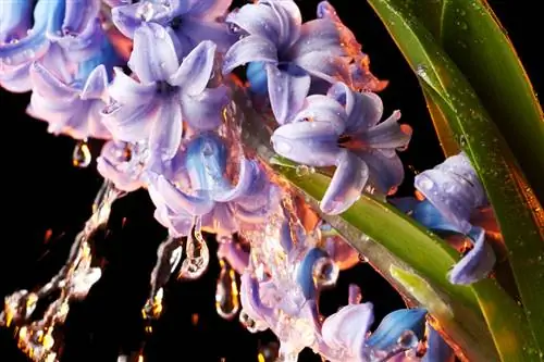 Keluarga Hyacinth: jenis, penjagaan dan kegunaan di taman