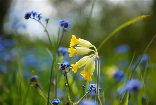 Primula veris starostlivosť