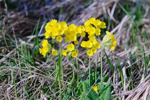 Wanneer gaan de sleutelbloemen open? Bloeiperiode in één oogopslag