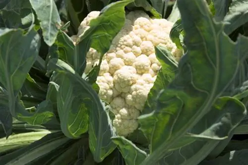 coliflor en crecimiento