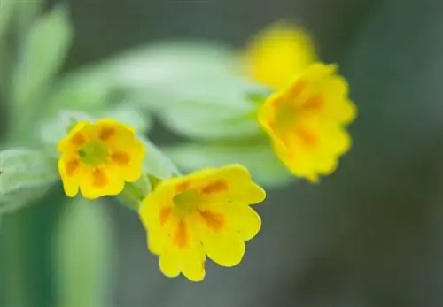 Cowslip профилі: бір қарағанда білуіңіз керек барлық нәрсе